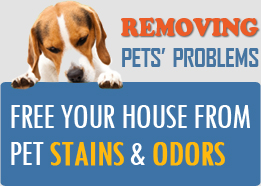 pet stain removal